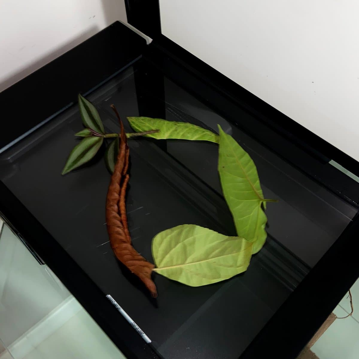 Fora Daqui — process 1